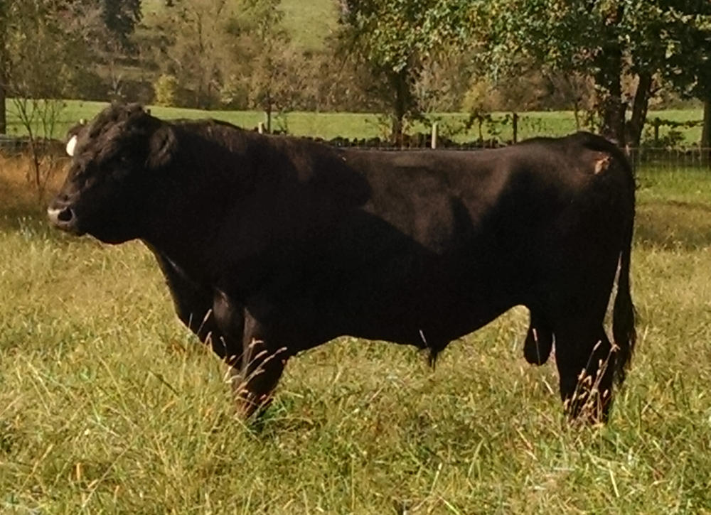 bull-ck bull-ck